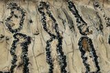 Polished Mammoth Molar Section - South Carolina #265296-1